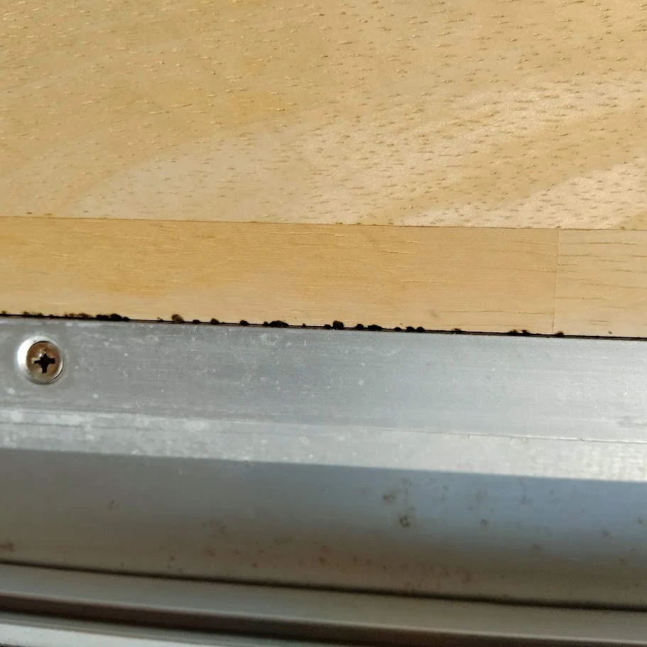 サッシと木の窓枠の境目に生えたカビ